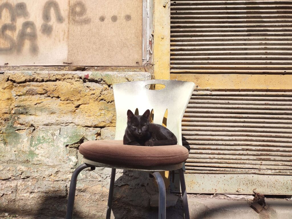 Black cat sitting on a chair 