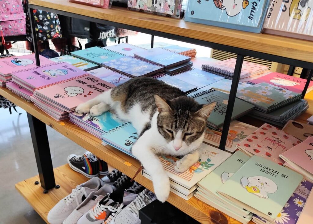 Cat in a shop sitting on agendas